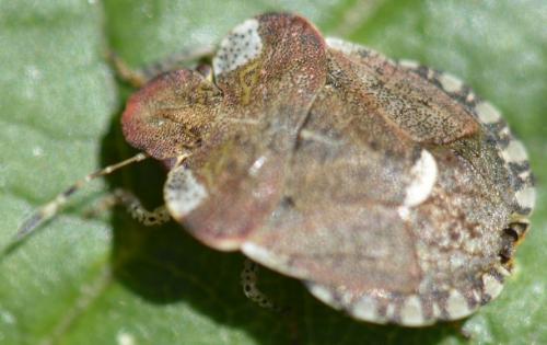 Dyroderes umbraculatus